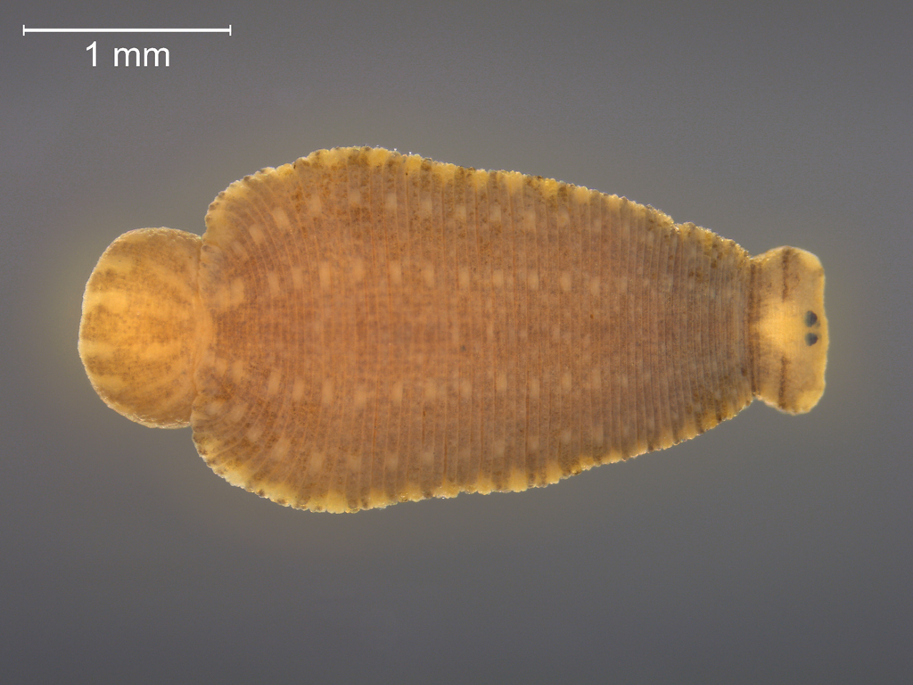 Hemiclepsis marginata